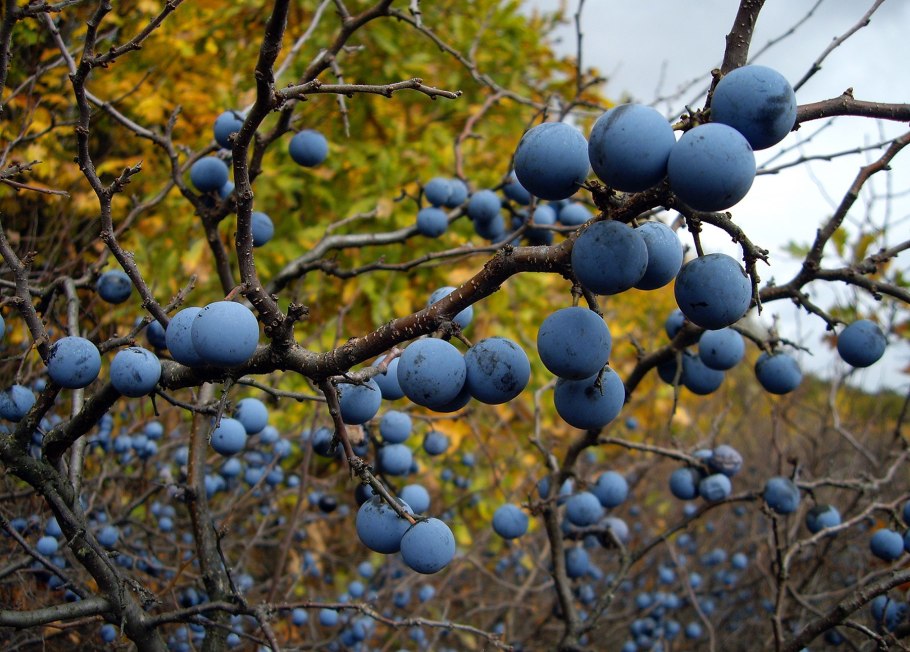 Слива колючая (Терн) (Prunus spinosa)