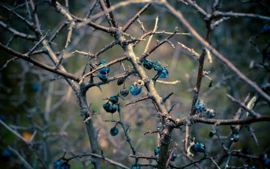 Терн дикий кустарник