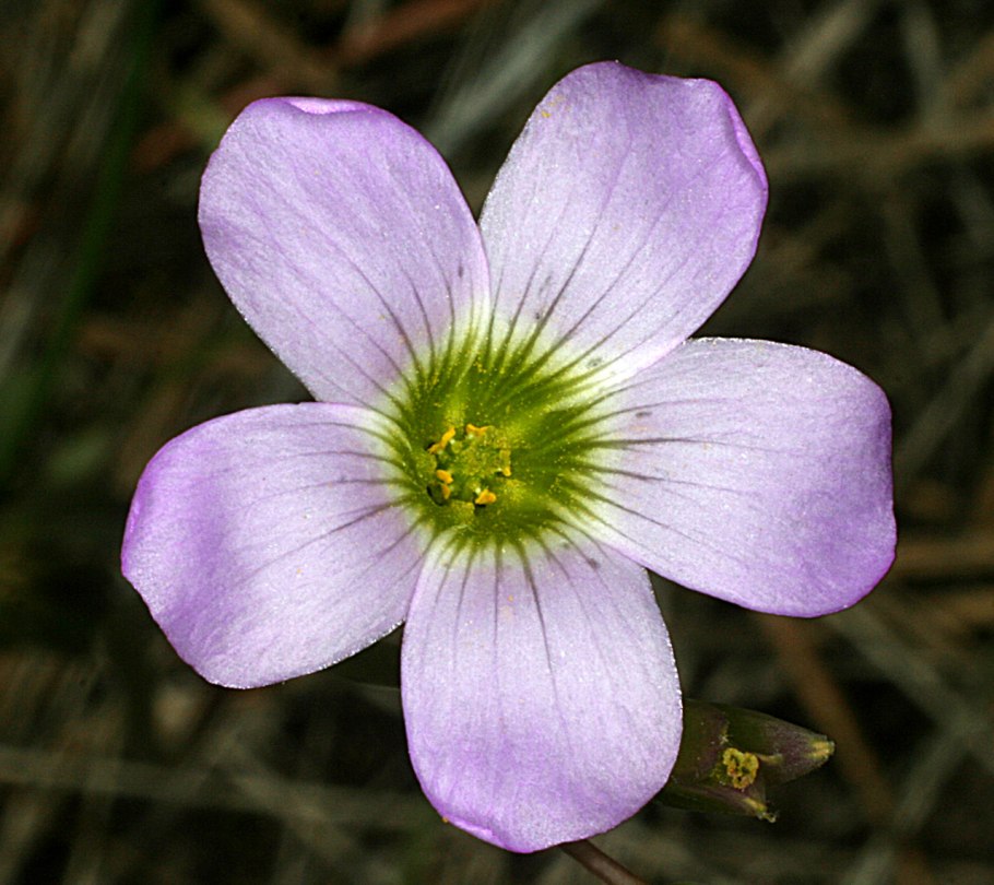 Сосудистые растения