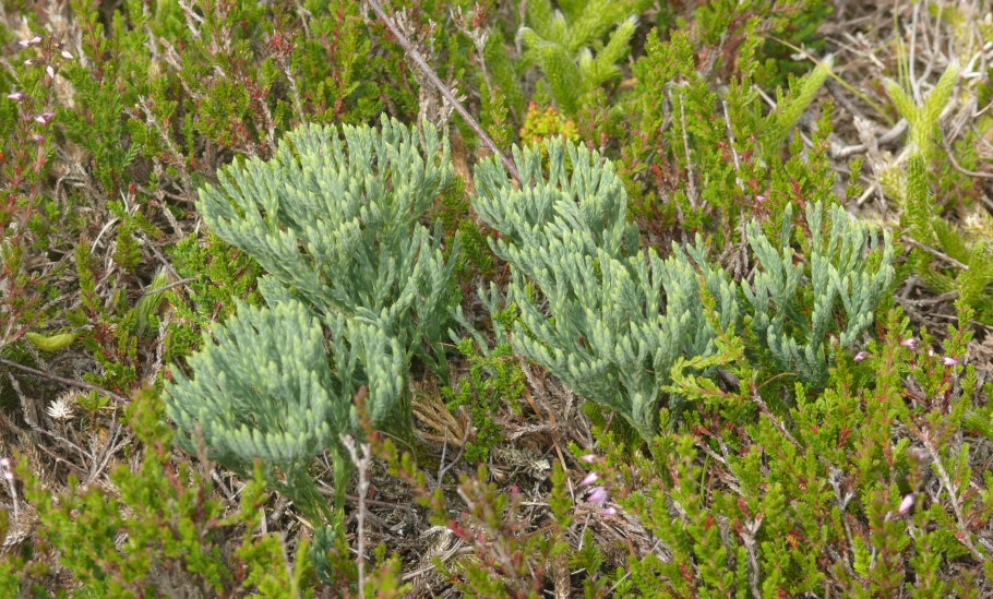 Diphasiastrum tristachyum