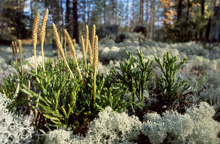 Плаун сплюснутый Diphasiastrum complanatum