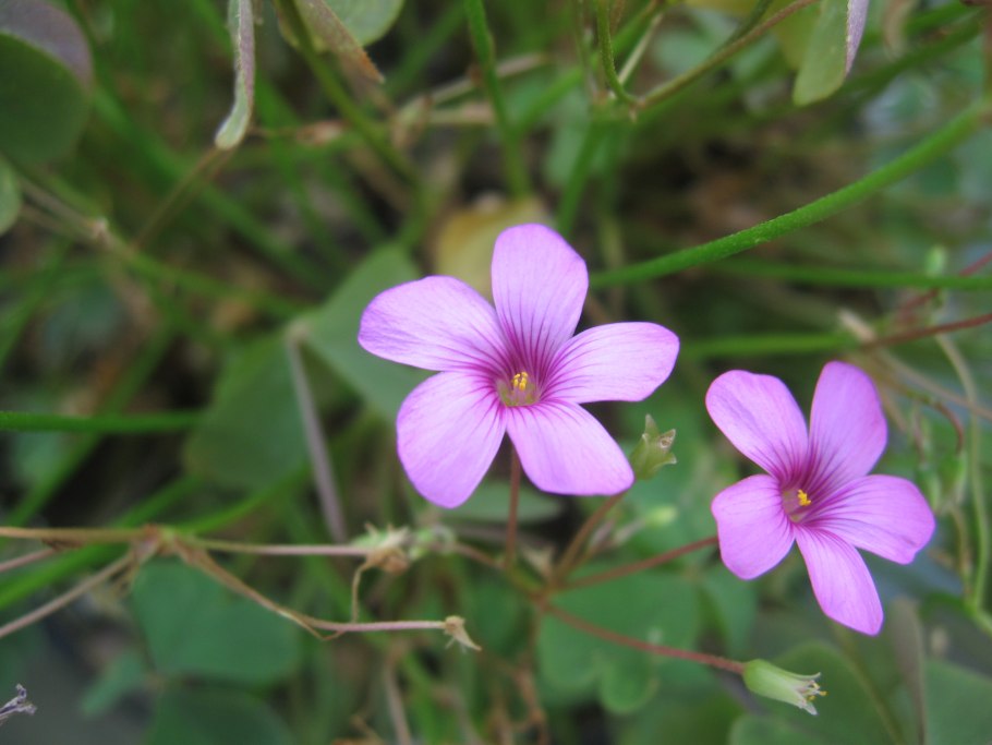 Oxalis peduncularis