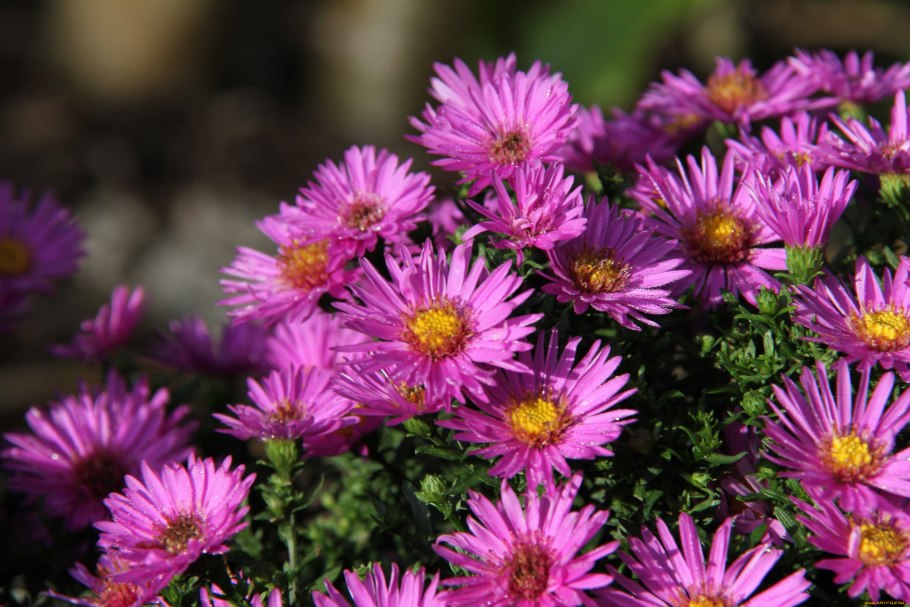 Степная Астра (Aster amellus)
