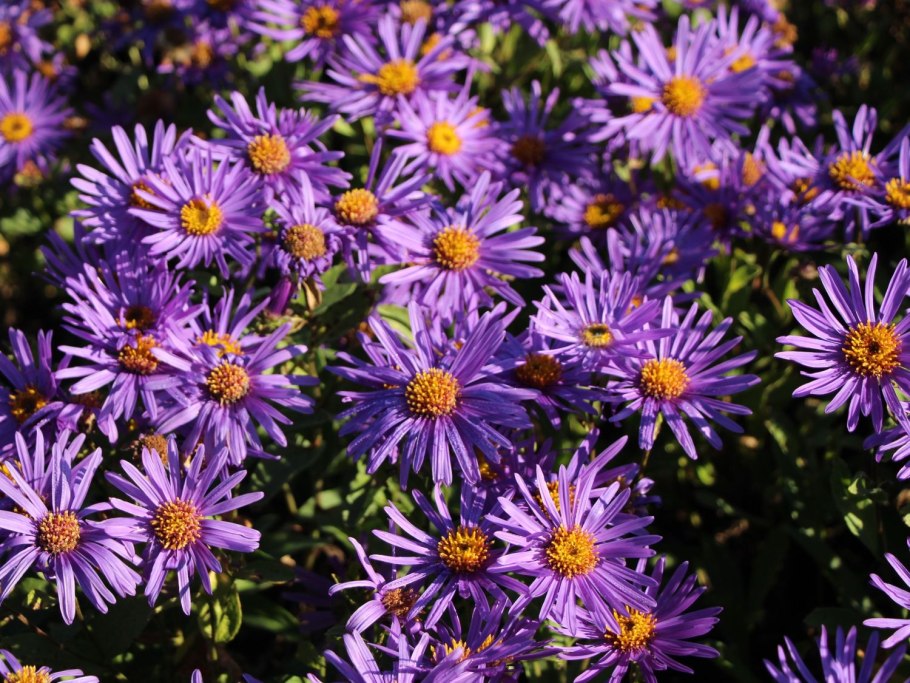 Aster amellus