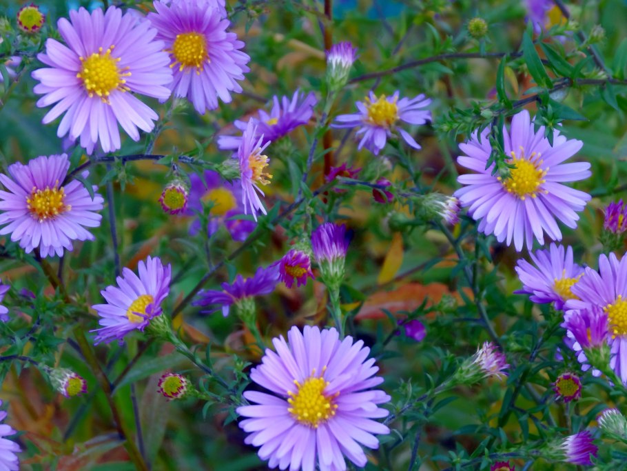Астра итальянская (Aster amellus)