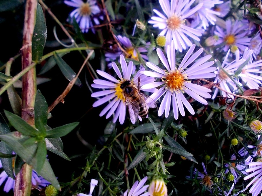 Астра кустарниковая Блау лагуне
