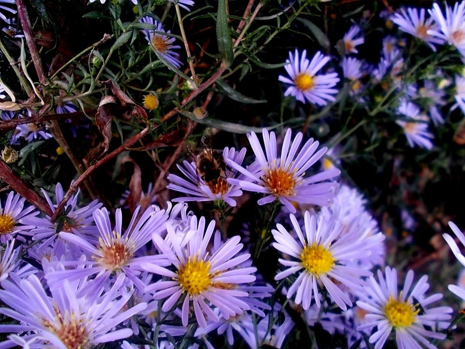 Астра Ромашковая. Aster amellus