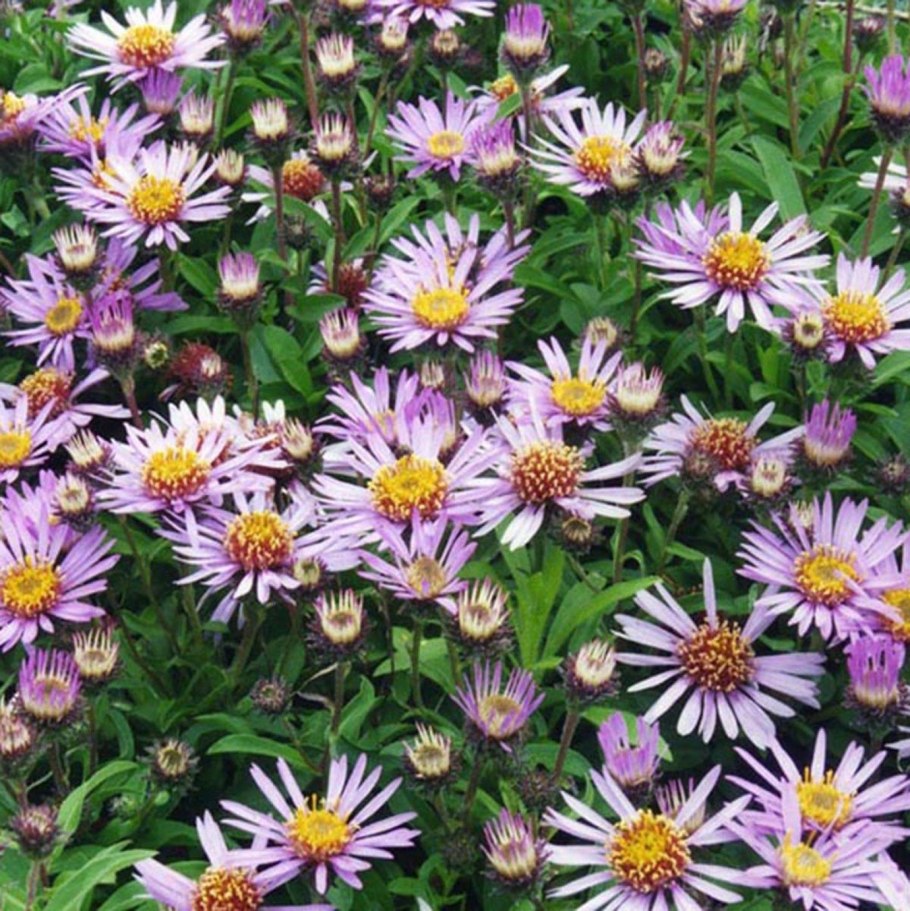 Астра Aster coloradoensis