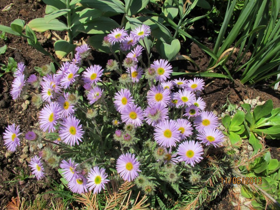 Астра Альпийская Розетта