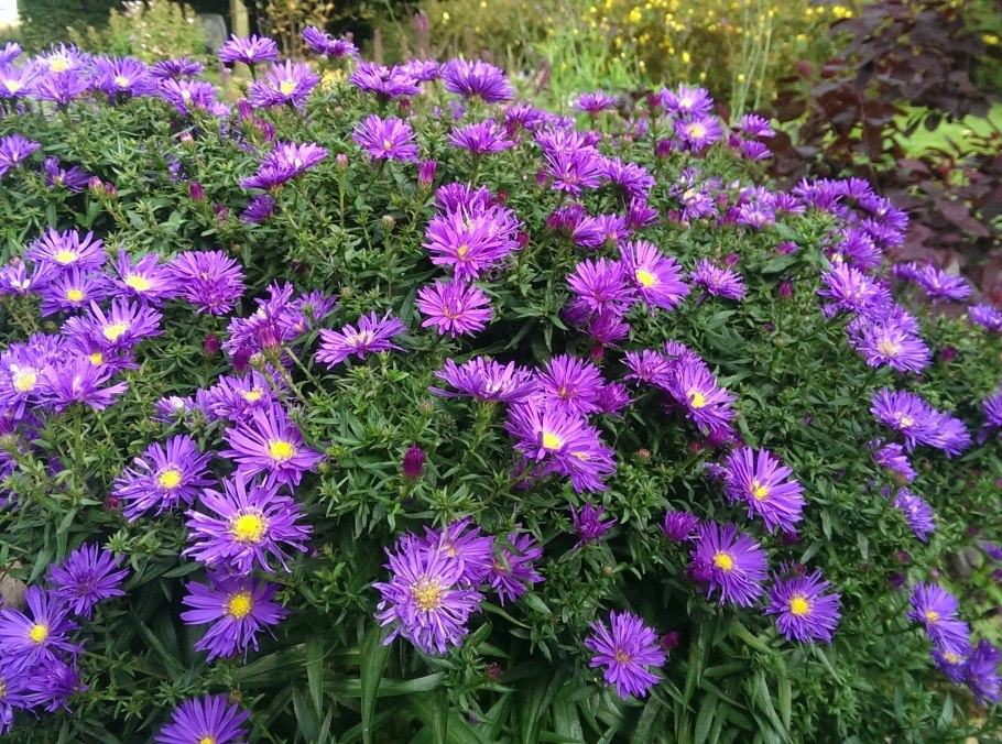 Aster amellus