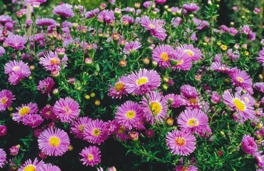 Астра итальянская (Aster amellus)