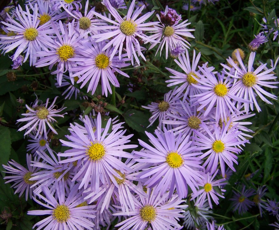 Астра многолетняя Октябринка