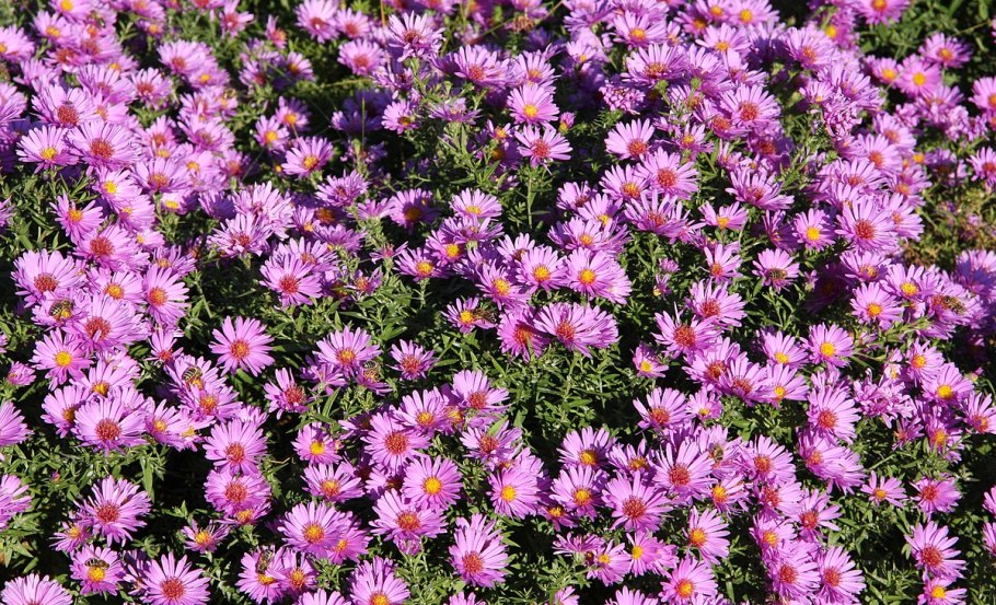 Астра итальянская многолетняя