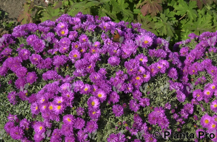 Астра кустарниковая Wood's Purple