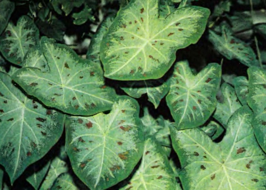 Каладиум SIZZLE