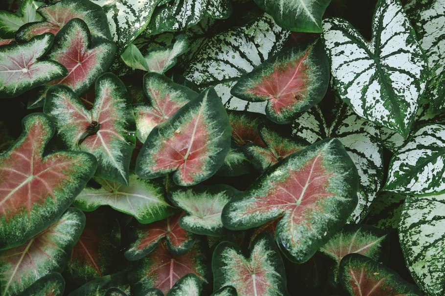 Caladium Kelly/каладиум Келли