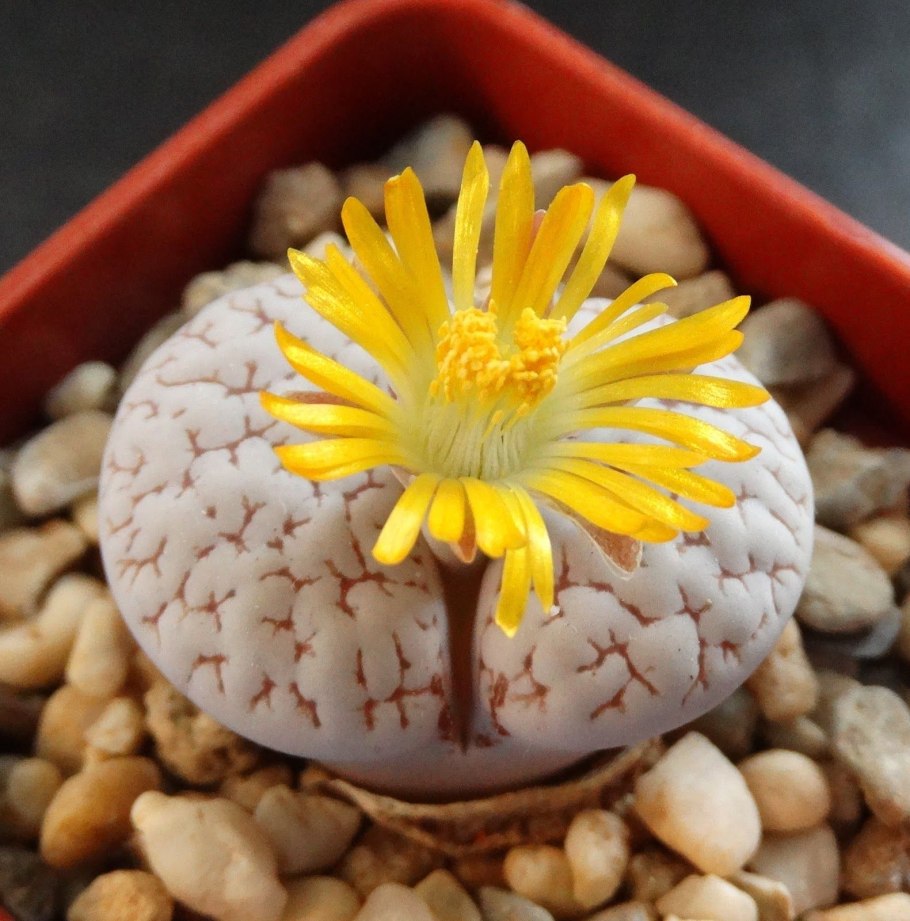 Кладофора Маримо