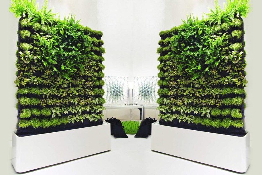 Растение Литопс