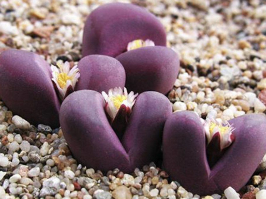 Папоротник таиландский (Microsorum Pteropus)