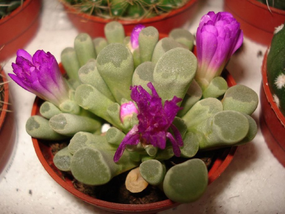 Фитостена БЦ Демидов