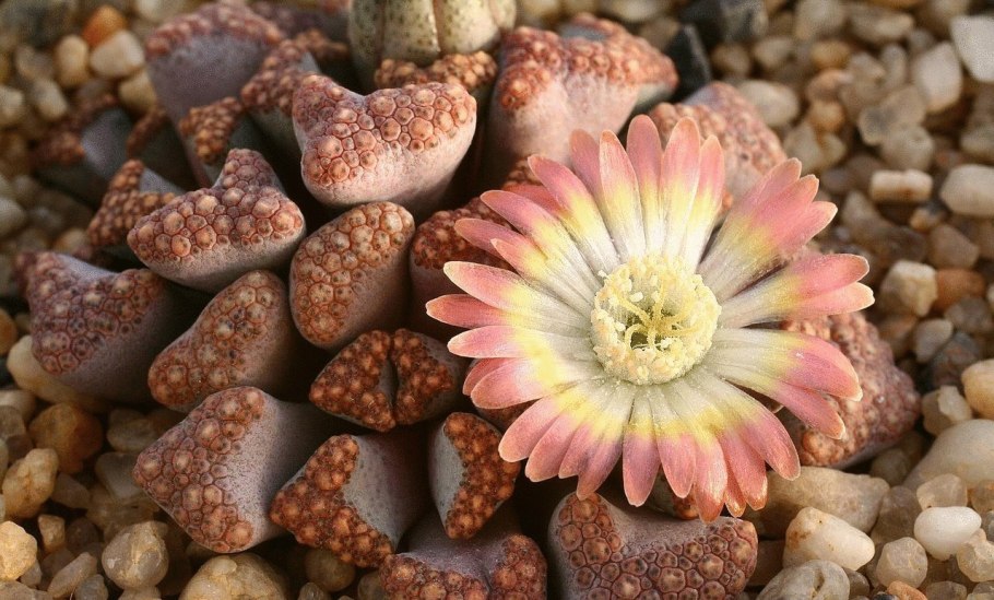 Растения в интерьере