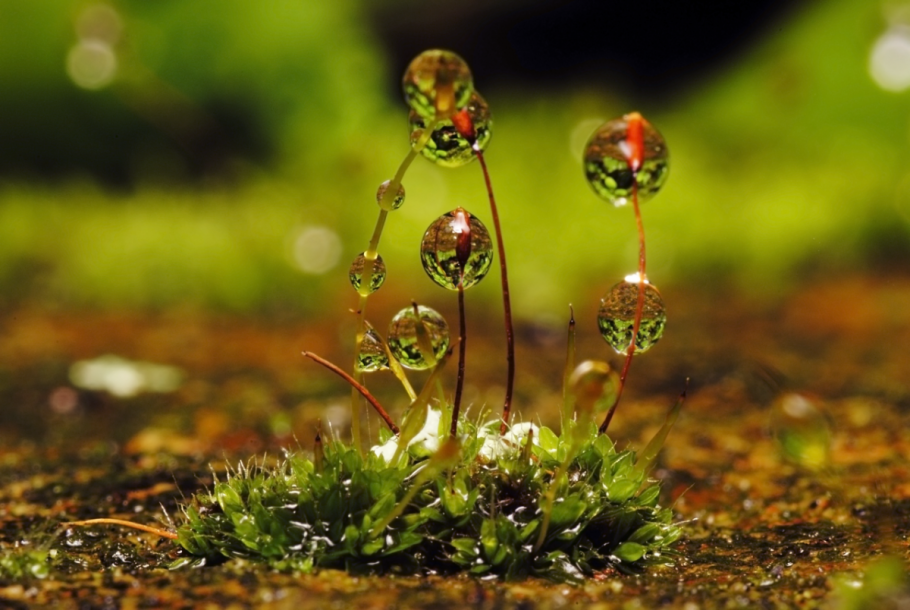 Росток растения