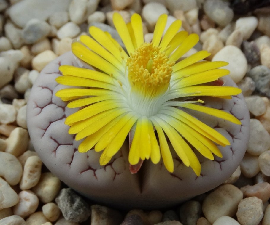 Суккуленты литопсы