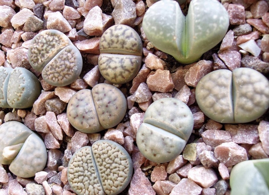 Туя Даника изгородь