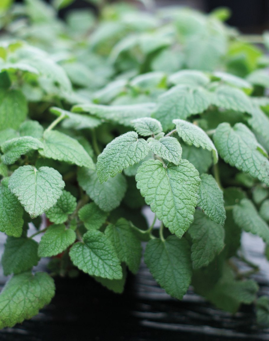 Мята перечная