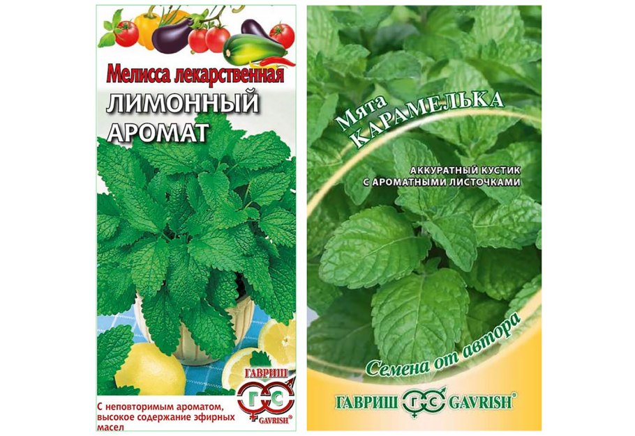 Семена мелиссы