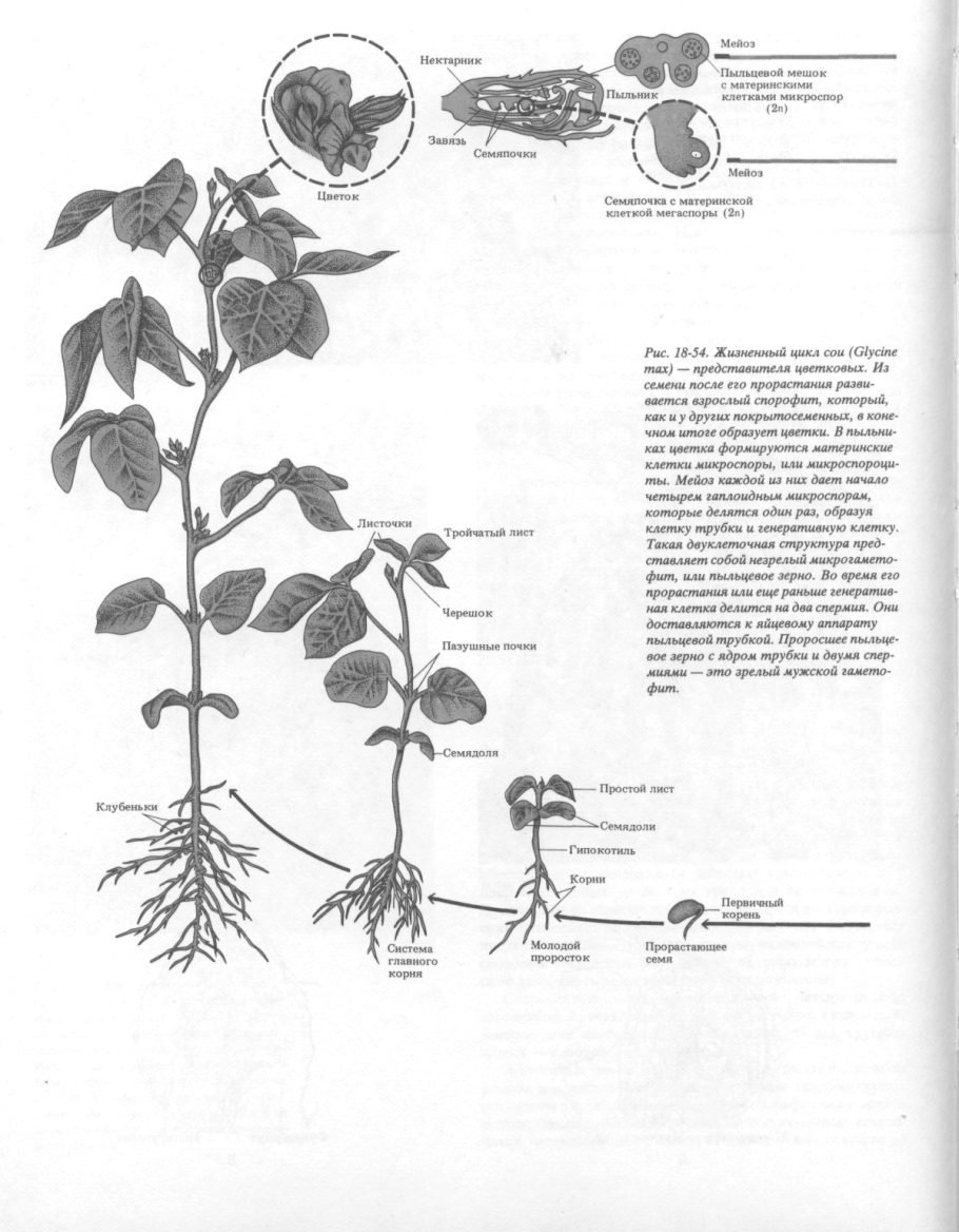 Схема этапы прорастания семян