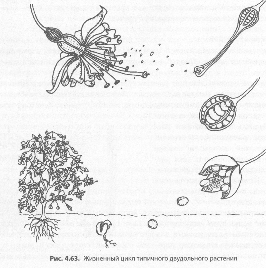 Семенное размножение цветочных культур