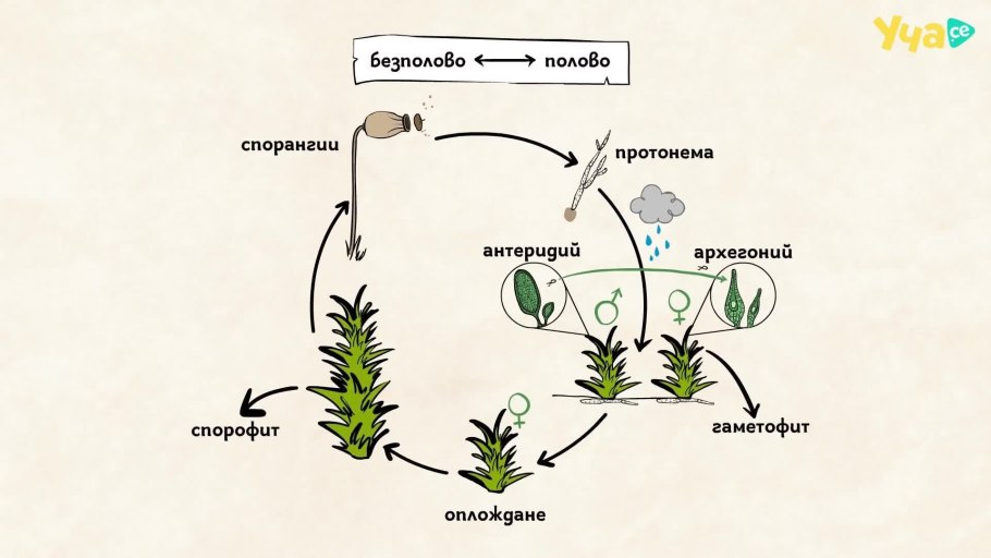 Способы вегетативного размножения картофеля