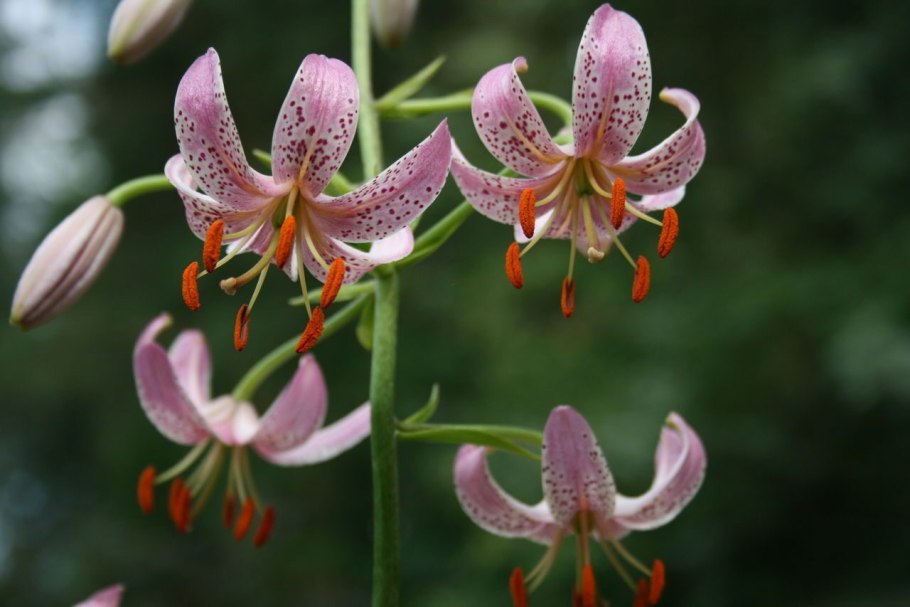 Мартагон гибриды лилии