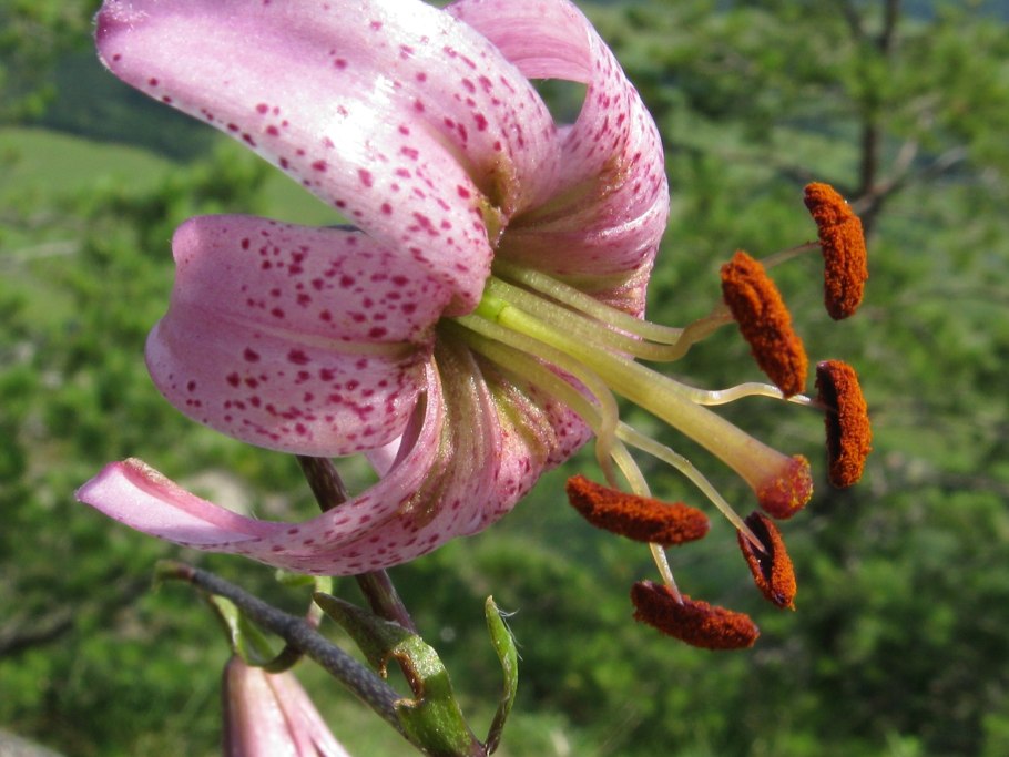 Лилия кудреватая мартагон