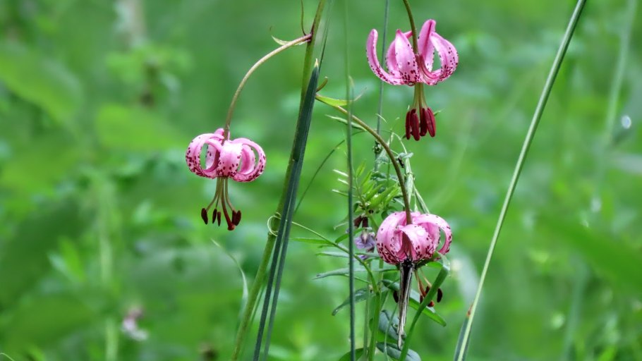 Лилия Пинк морнинг