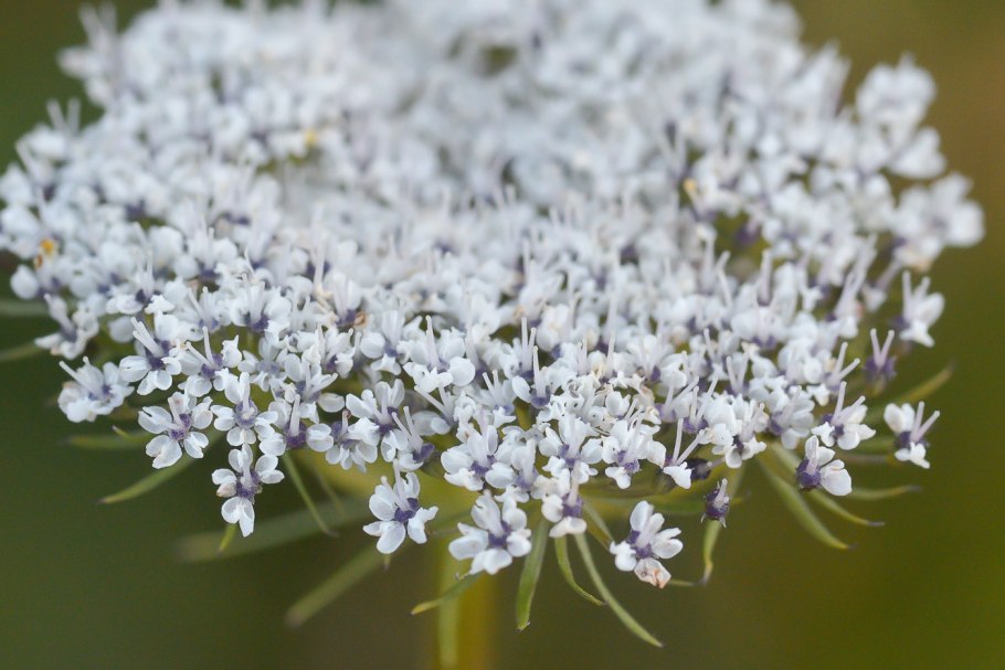 Жабрица густоцветковая