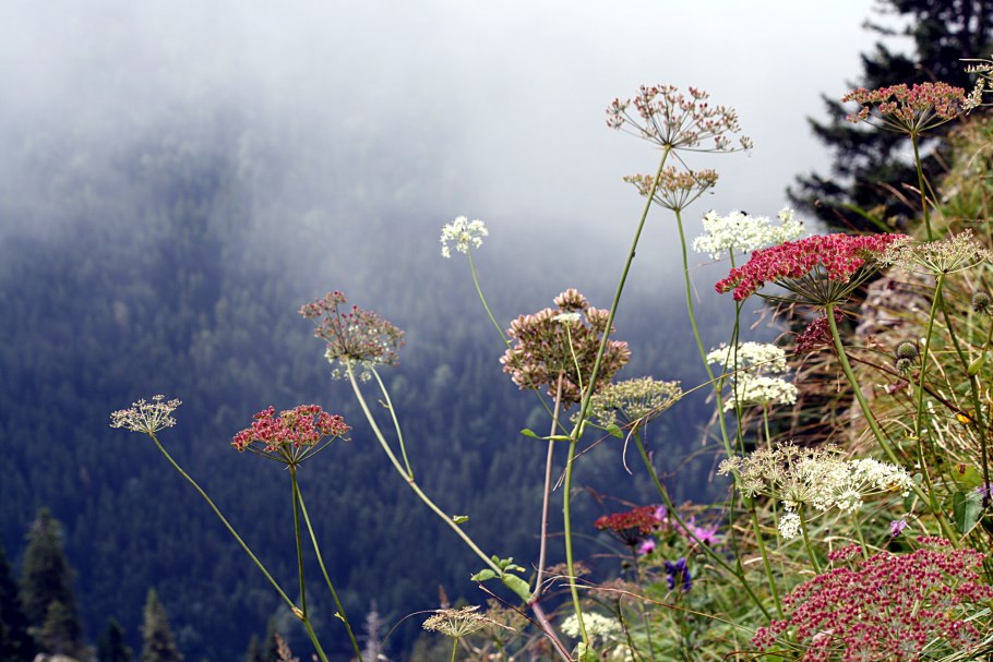 Дягиль (Ангелика)