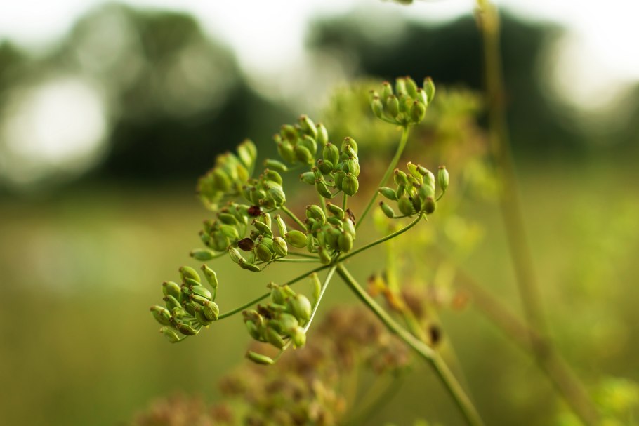 Омежник лежачий