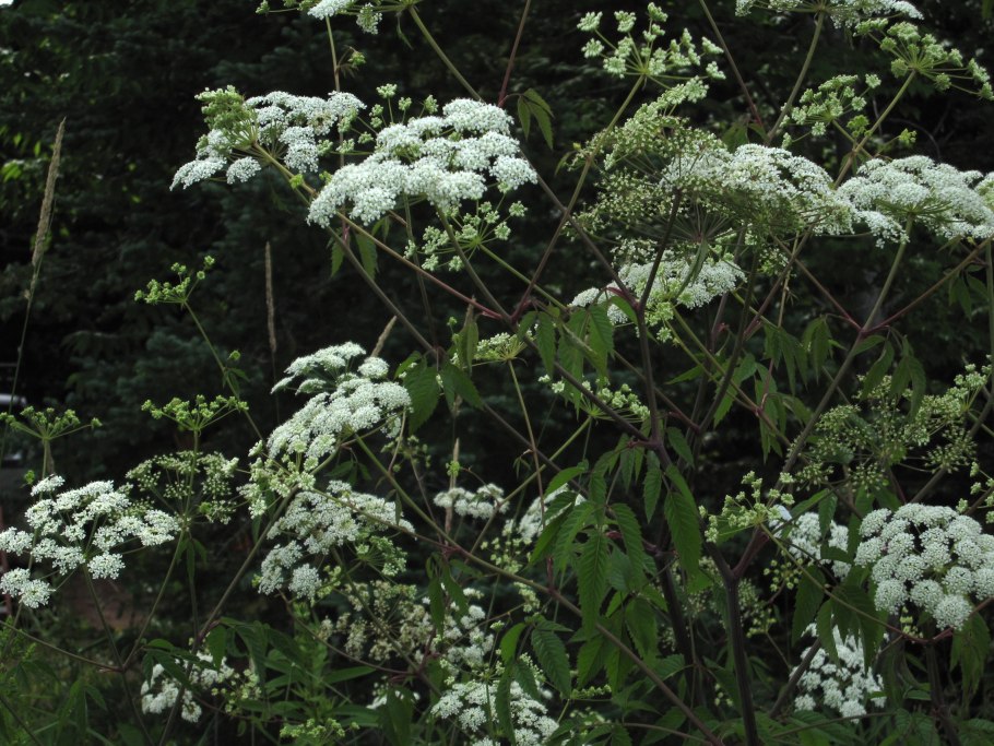Зонтичные (Umbelliferae(Apiaceae))