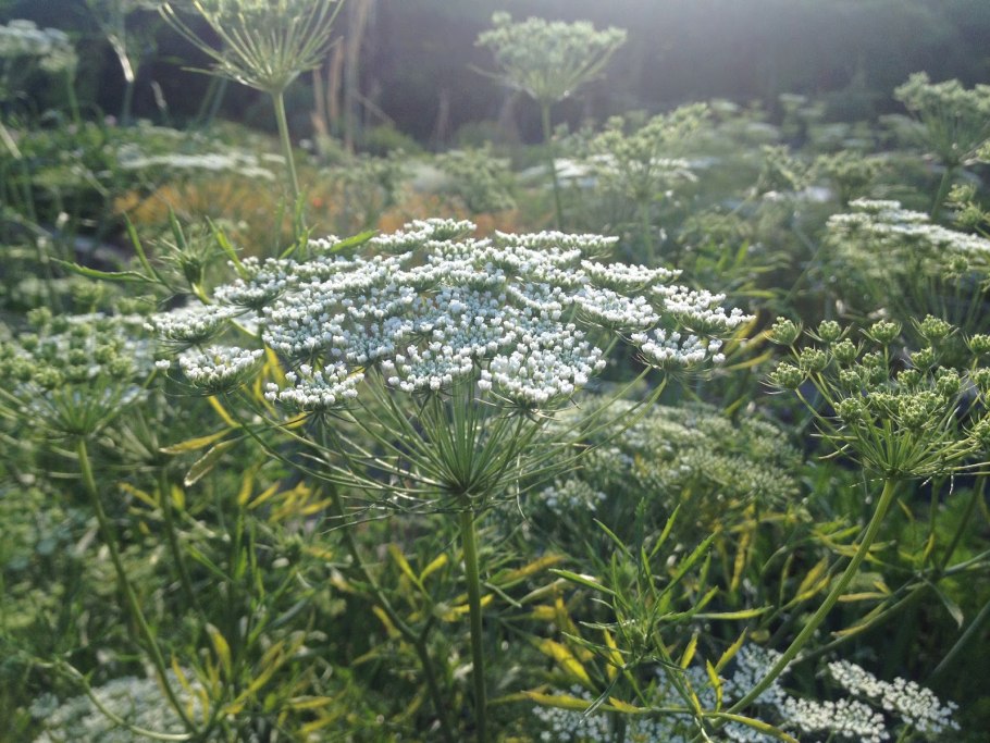 Зонтикоцветные зонтичные