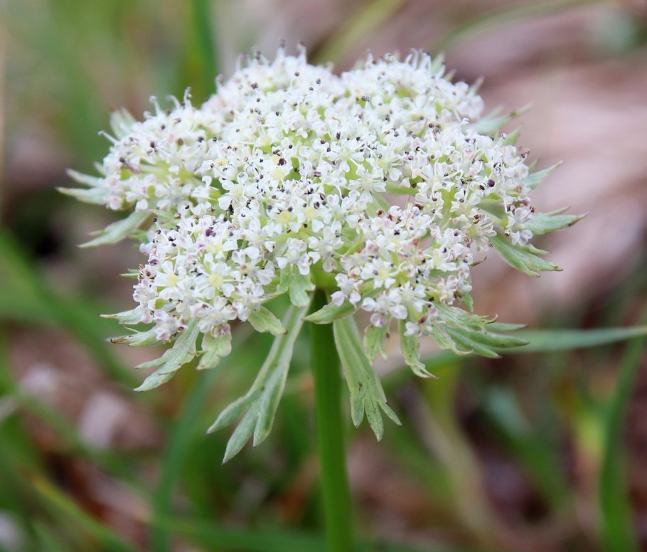 Sium latifolium