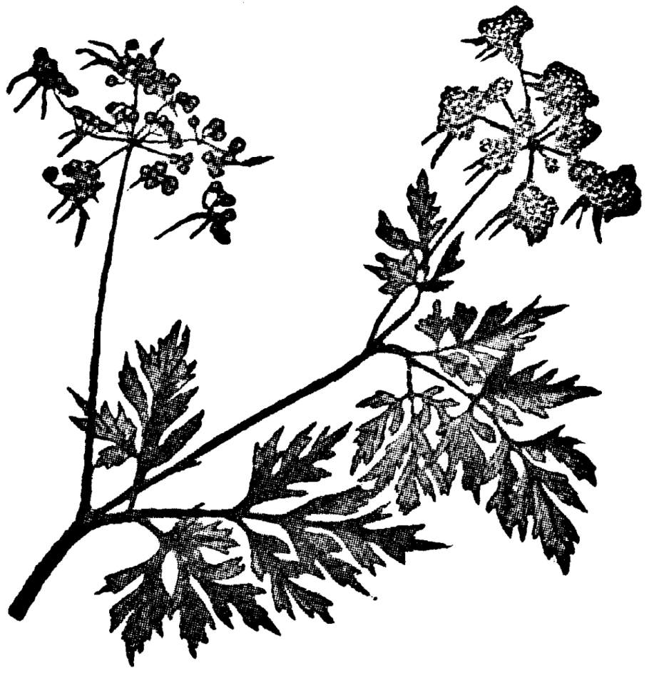 Дудник дягиль