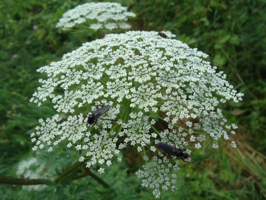 Медоносы зонтиковые