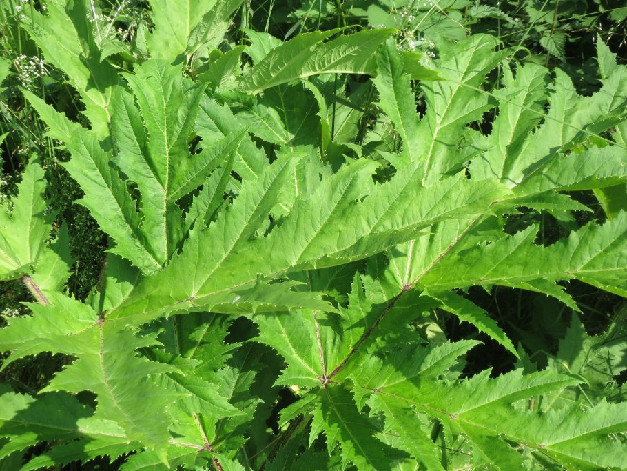Heracleum борщевик