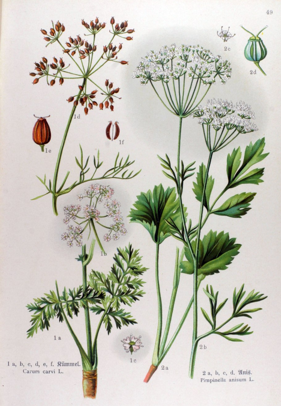 Борщевик Мантегацци Heracleum mantegazzianum