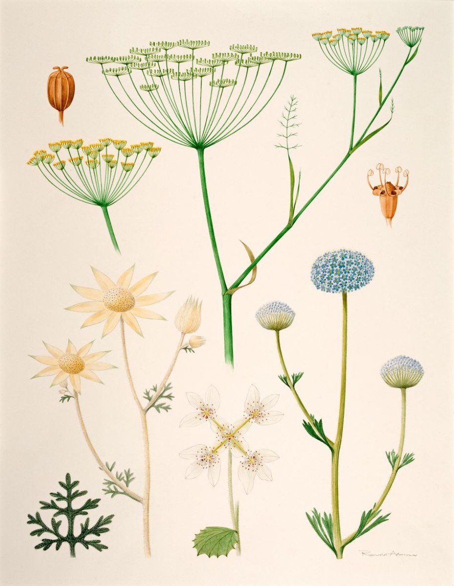 Зонтикоцветные зонтичные