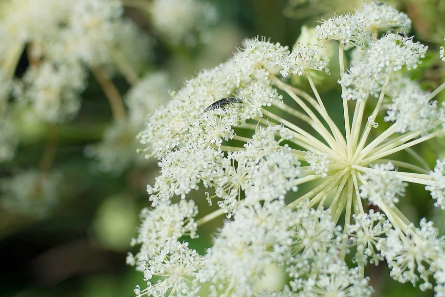 Дягиль Даурский