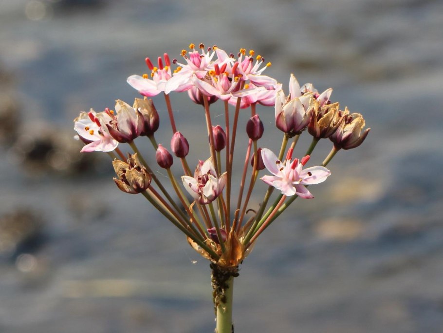 Курра-мамель растение