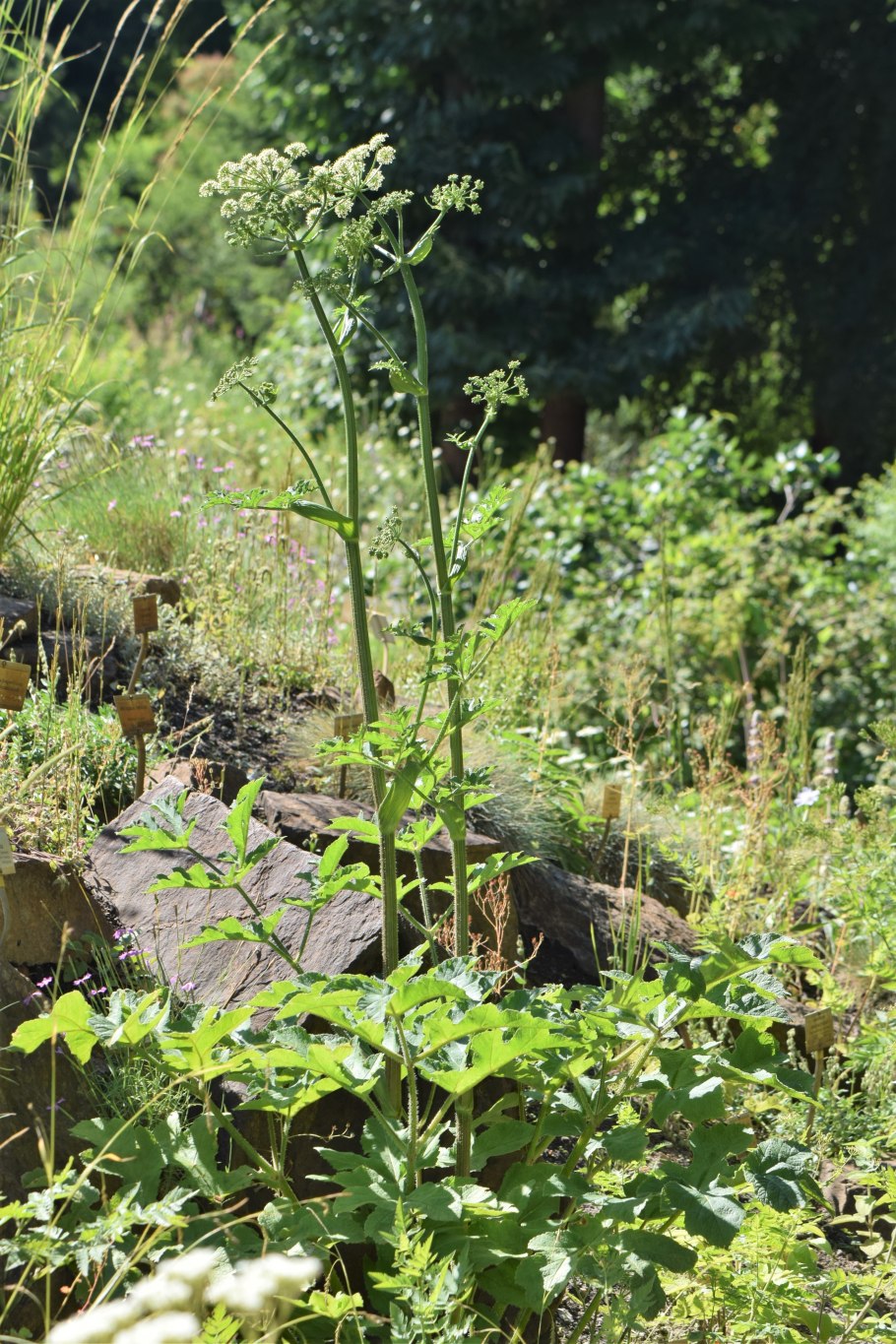 Хемлок ядовитое растение.